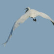 Grande Aigrette en Brière